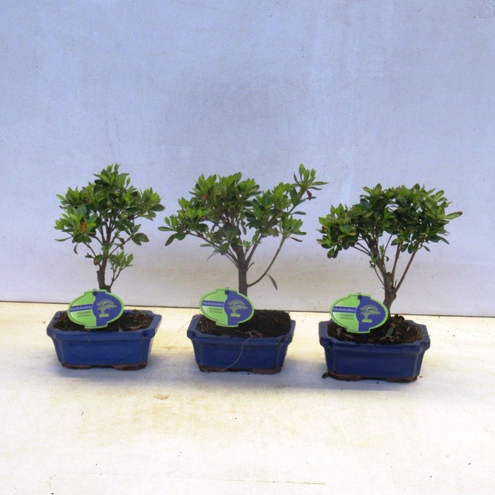 <h4>rhododendron indicum, 15 cm broom, with drip tray</h4>
