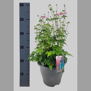 ANEM HUPEHENSIS