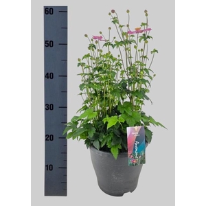 ANEM HUPEHENSIS