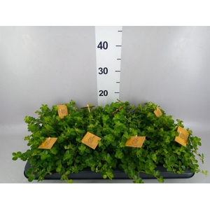 Peperomia rotundifolia
