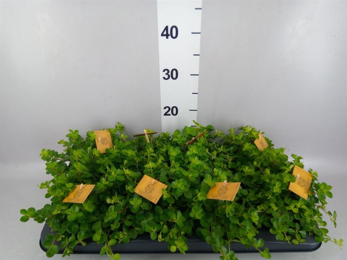 <h4>Peperomia rotundifolia</h4>