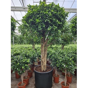 Ficus