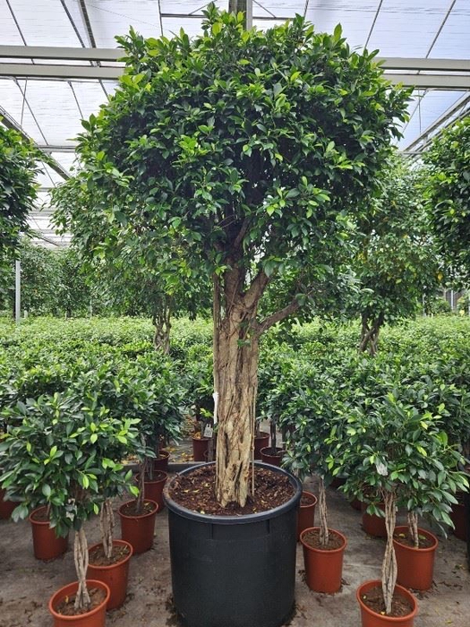 Ficus