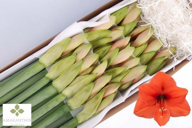 <h4>HIPP GA DESIRE</h4>