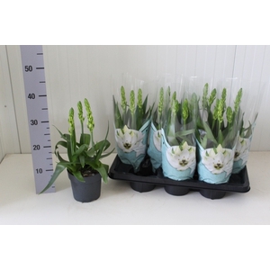 ORNITHOGALUM THYRSOI