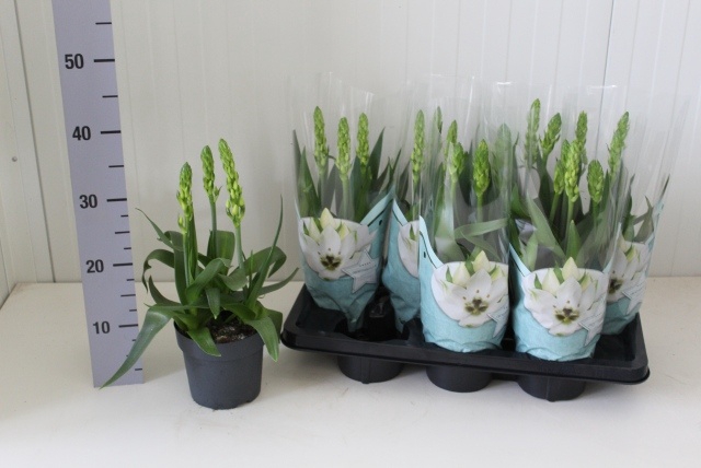 <h4>ORNITHOGALUM THYRSOI</h4>