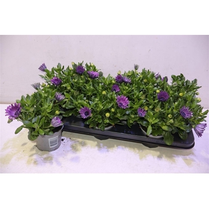 arr8 Osteo Fp Purple Blue