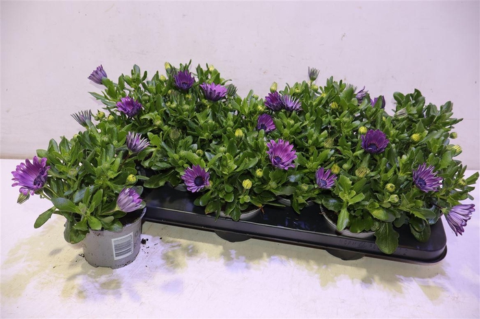 <h4>arr8 Osteo Fp Purple Blue</h4>