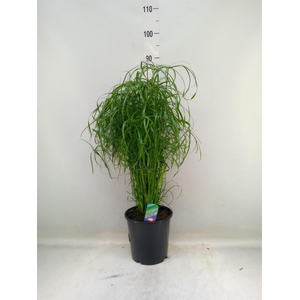 Cyperus alternifolius