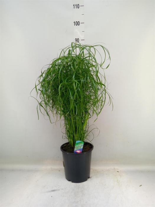 <h4>Cyperus alternifolius</h4>