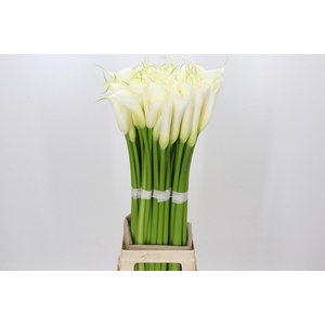 Zantedeschia Eydolls White