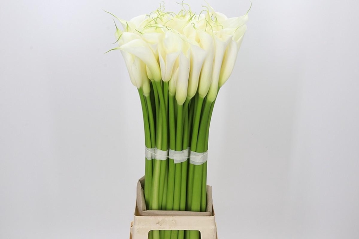 <h4>Zantedeschia Eydolls White</h4>