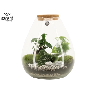 90811: Terrarium arrangement