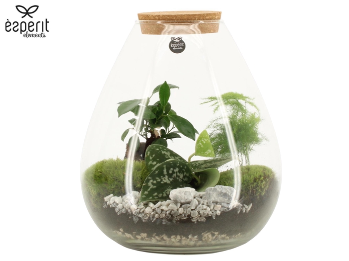 <h4>90811: Terrarium arrangement</h4>