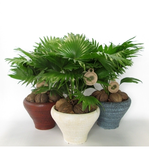 Livistona rotundifolia