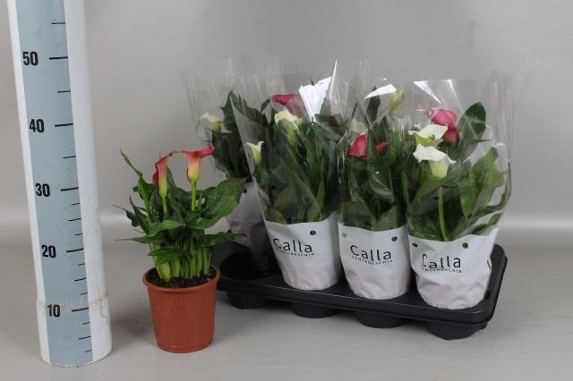 <h4>ZANT GEM 5 KL</h4>