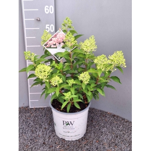 Hydrangea paniculata