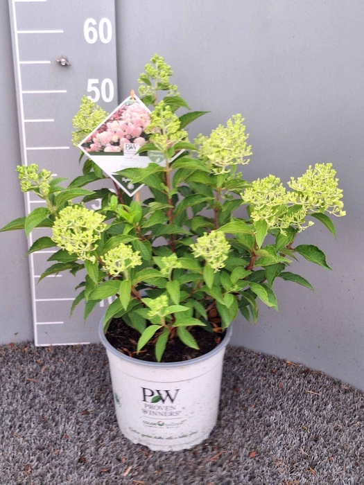 <h4>Hydrangea paniculata</h4>