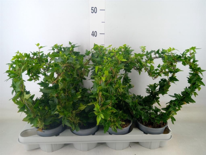 <h4>Hedera helix</h4>