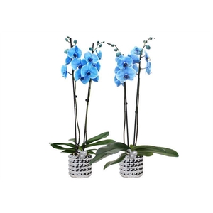 Dolomite p12 Electroplated Daisy silver Phal I am Blue 2T14+