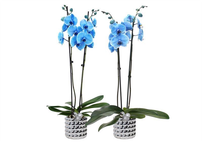 <h4>Dolomite p12 Electroplated Daisy silver Phal I am Blue 2T14+</h4>