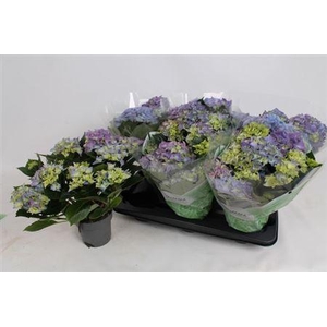 Hydr M Early Blue 7-8+