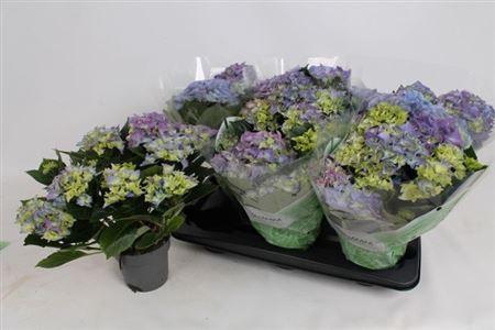 <h4>Hydr M Early Blue 7-8+</h4>