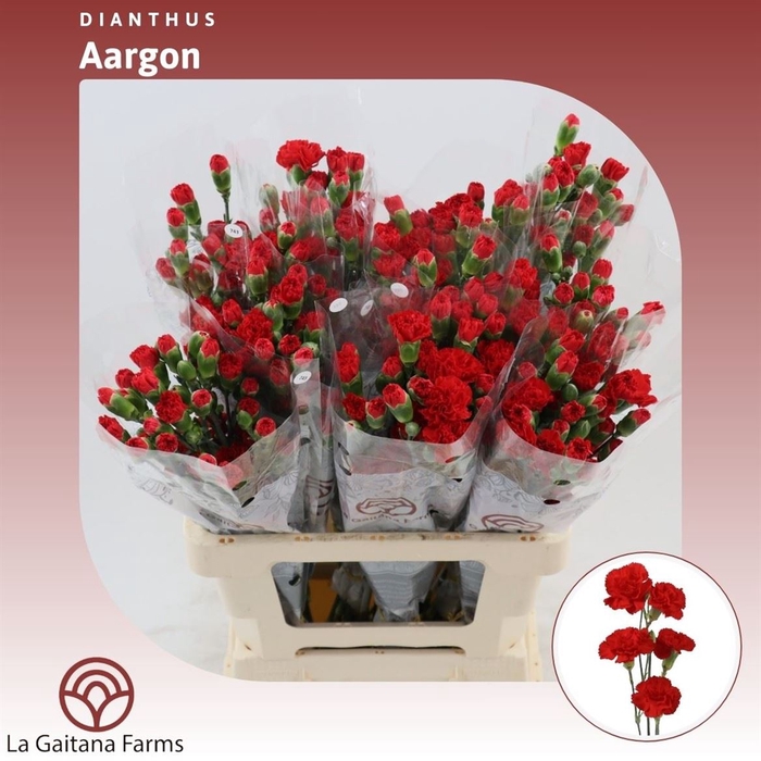 <h4>Dianthus tr Aragon</h4>