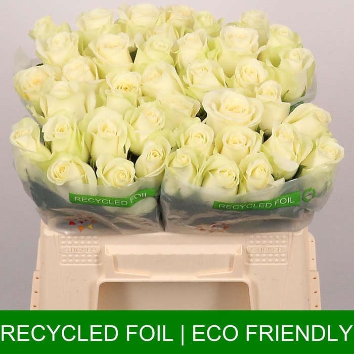 <h4>R GR SNOWSTORM+</h4>