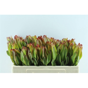 Leucad Laurel Yellow