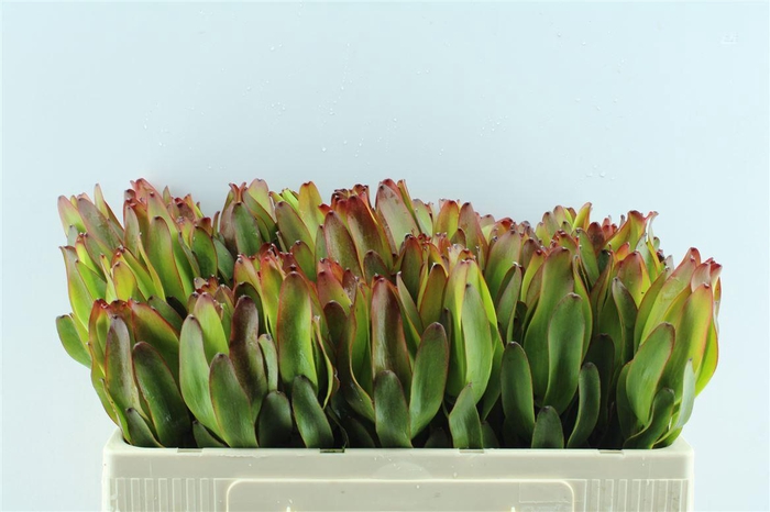 <h4>Leucad Laurel Yellow</h4>