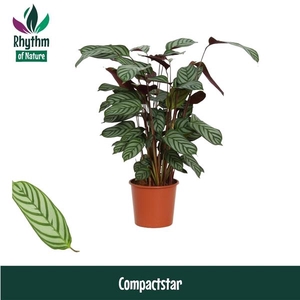Ctenanthe setosa 'Compactstar'