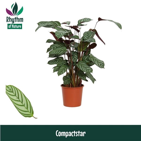 <h4>Ctenanthe setosa 'Compactstar'</h4>