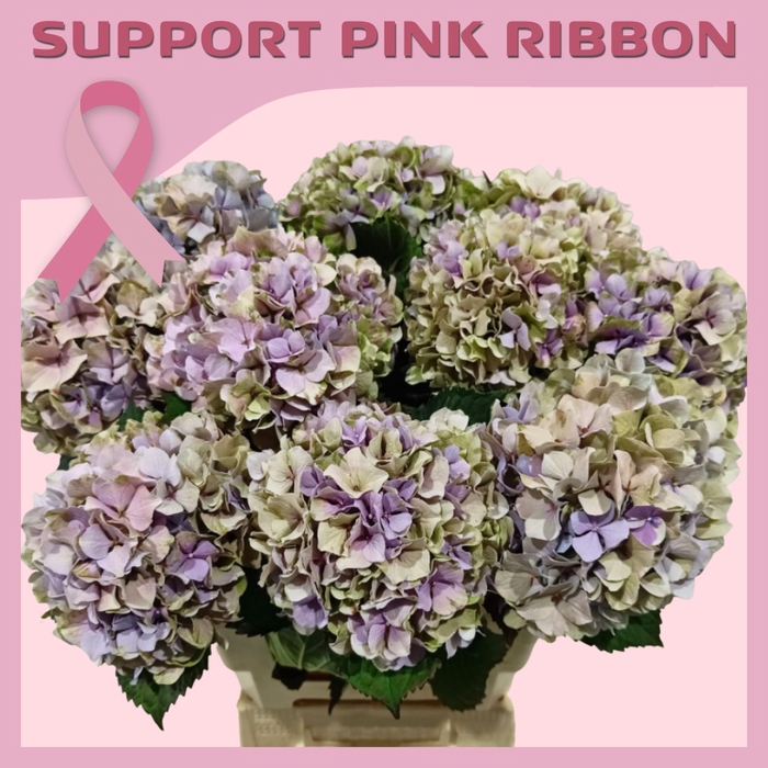 Hydrangea royal benefit classic