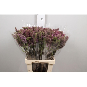 Syr V R V Horstenst 2+