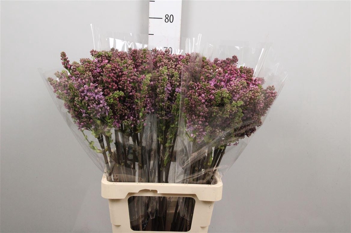 <h4>Syr V R V Horstenst 4+</h4>