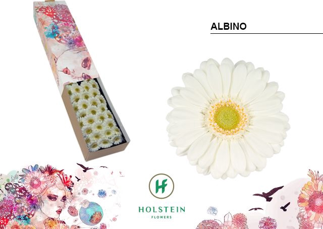 <h4>Germini Albino Doos</h4>