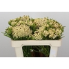 Kaaps Groen Berzelia Wit