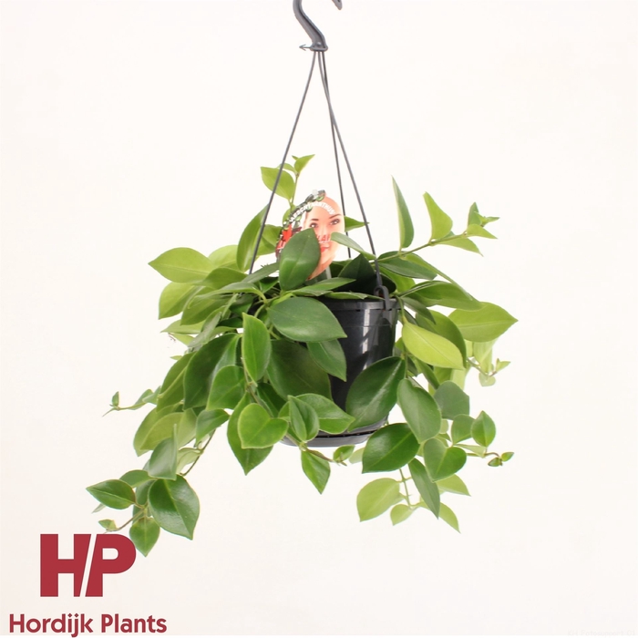 <h4>Aeschynanthus  'Mona Lisa'</h4>