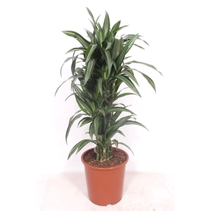 Dracaena Ulises