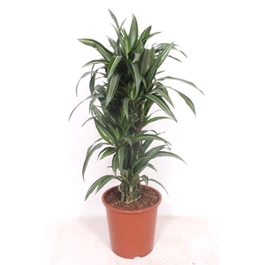 Dracaena Ulises