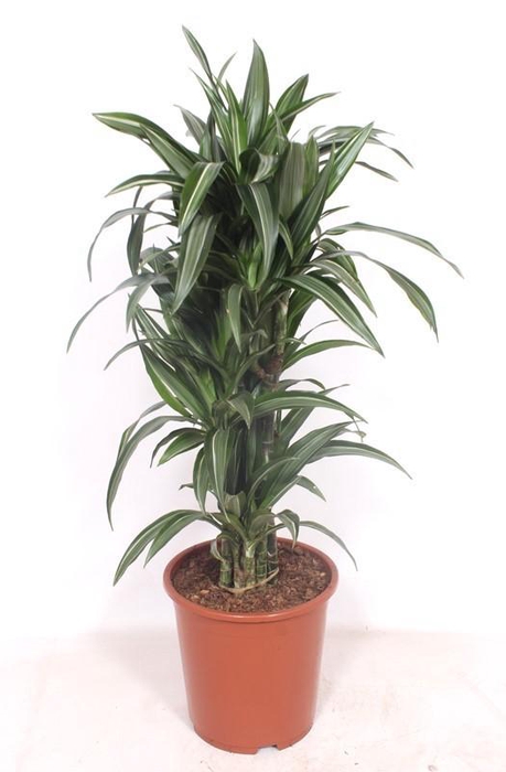 <h4>Dracaena Ulises</h4>