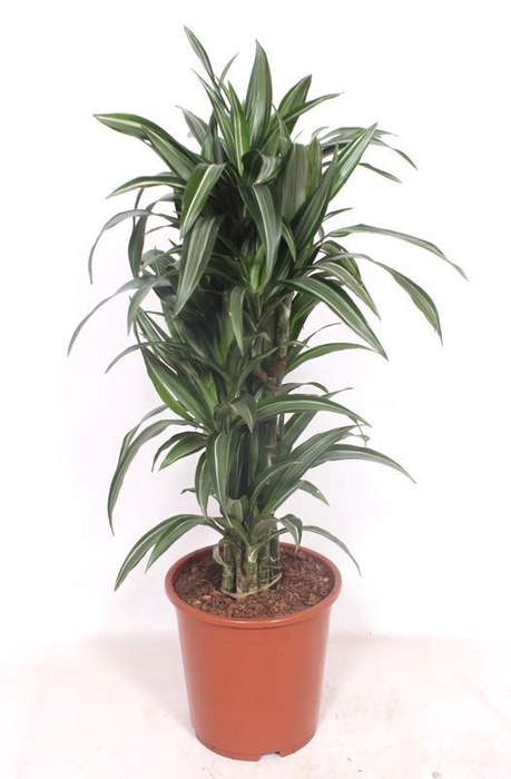 <h4>Dracaena Ulises</h4>