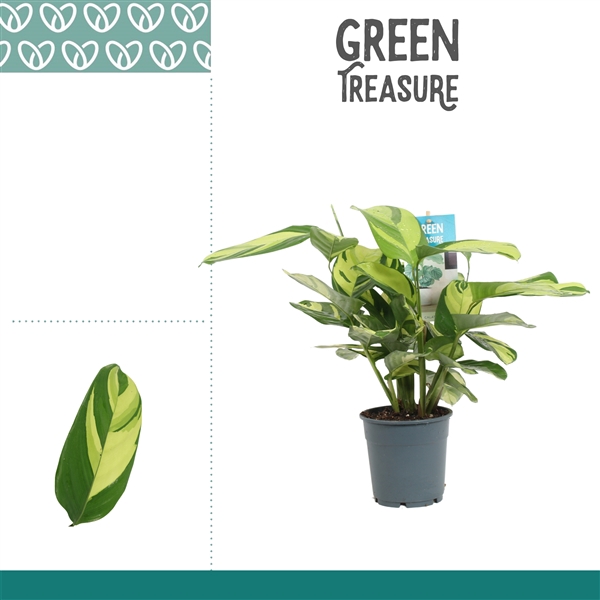 <h4>Calathea Pilosa</h4>