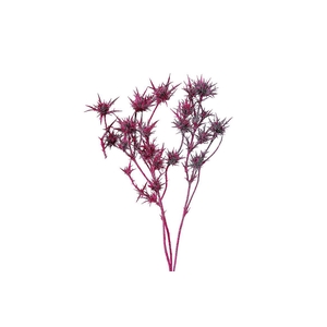 Dried Artz Cardi Rubens Bunch