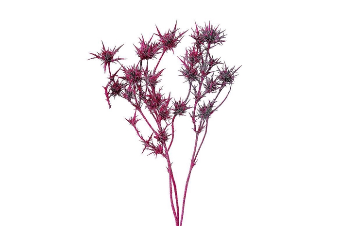 Dried Artz Cardi Rubens Bunch