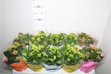 <h4>Kal Ge Gem 4 Kl</h4>