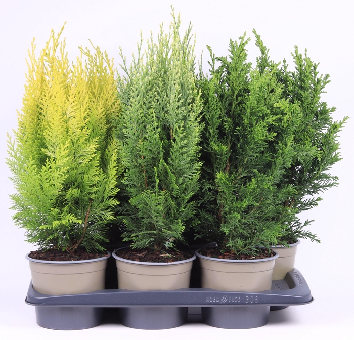 <h4>Opgaande mix P-17</h4>