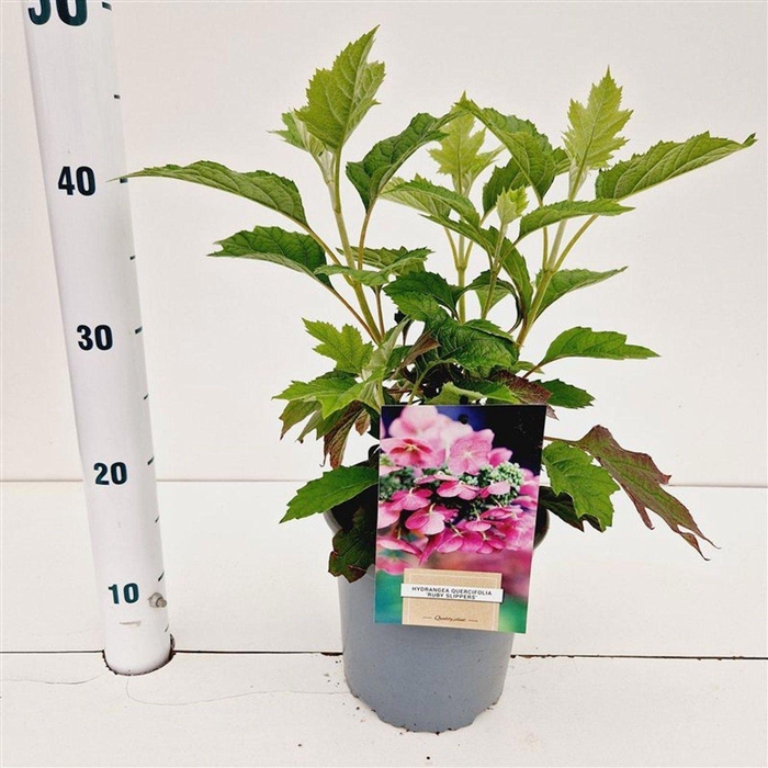 <h4>Hydrangea quercifolia</h4>