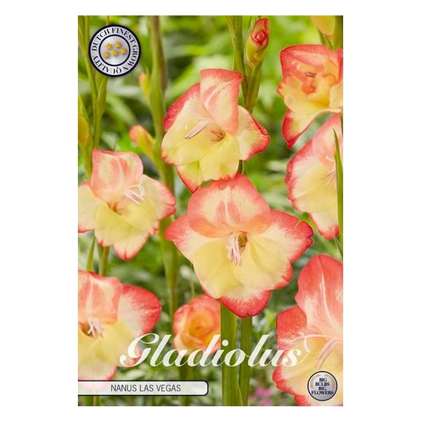 <h4>Gladiolus Nanus Las Vegas x10 9/10</h4>